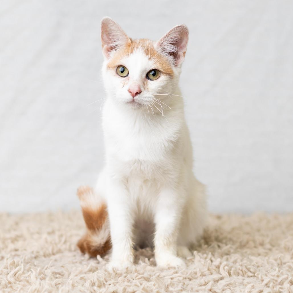 Enlarge Sammie, a Adoptable Domestic Short Hair in St. Paul, MN image 3/5