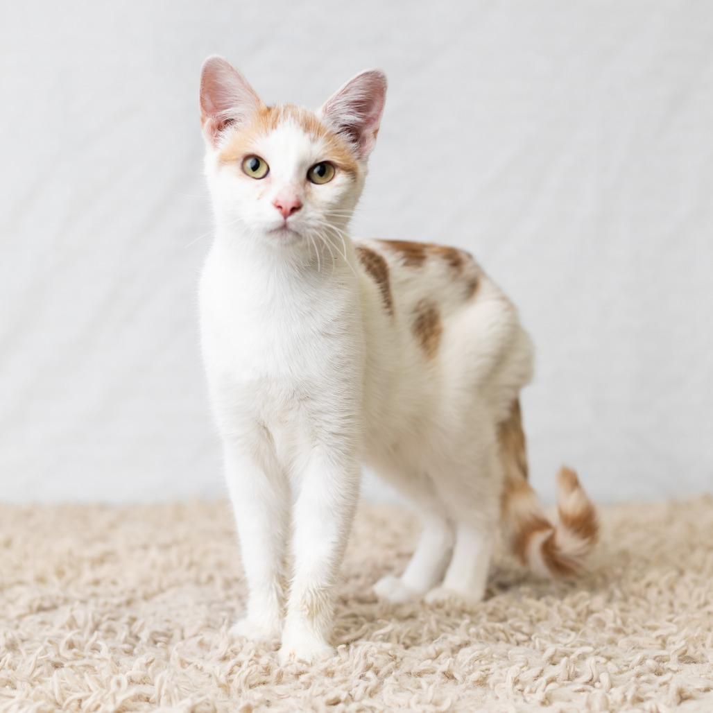 Enlarge Sammie, a Adoptable Domestic Short Hair in St. Paul, MN image 4/5