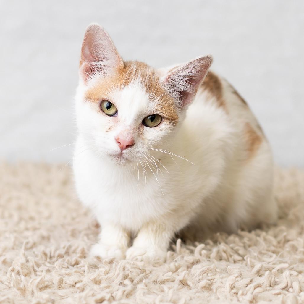 Enlarge Sammie, a Adoptable Domestic Short Hair in St. Paul, MN image 5/5