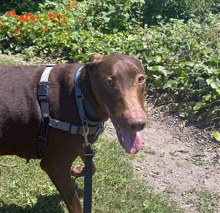 Buttercup, an adopted Doberman Pinscher in Berkeley, CA image 1/6