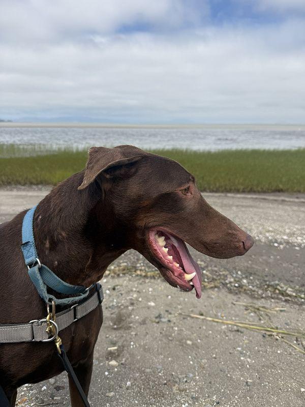 Buttercup, an adopted Doberman Pinscher in Berkeley, CA image 4/6