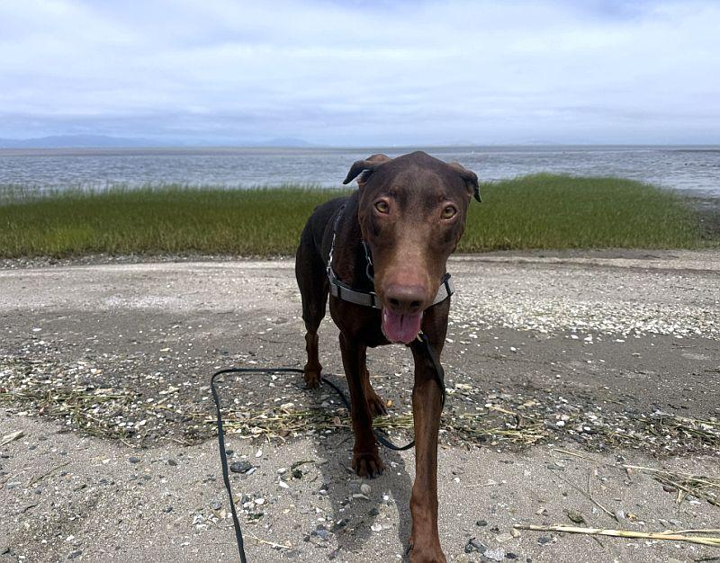 Buttercup, an adopted Doberman Pinscher in Berkeley, CA image 6/6
