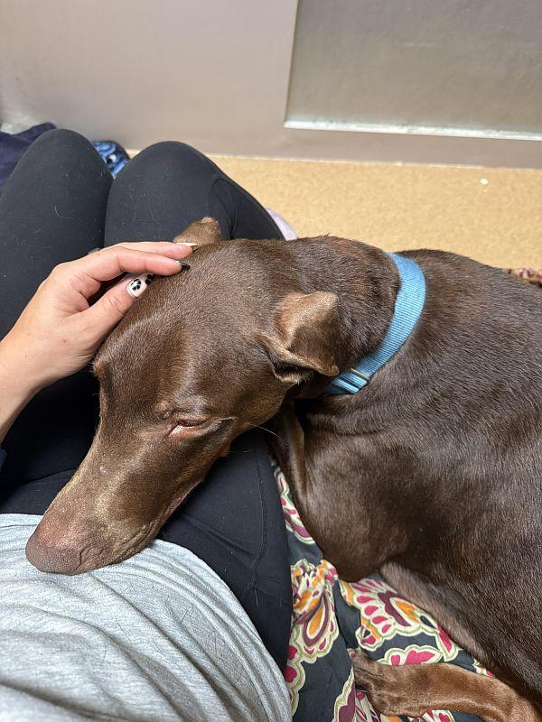 Buttercup, an adopted Doberman Pinscher in Berkeley, CA image 5/6