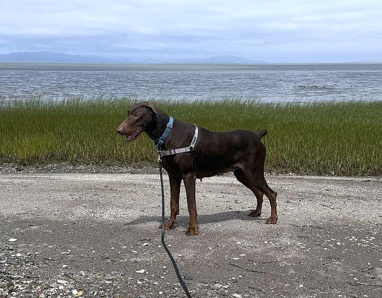 Buttercup, an adopted Doberman Pinscher in Berkeley, CA image 2/6
