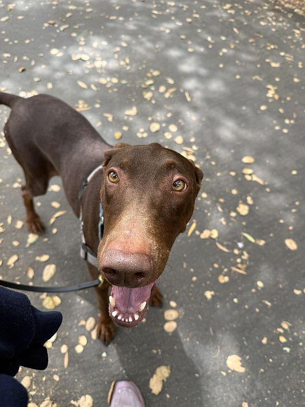Buttercup, an adopted Doberman Pinscher in Berkeley, CA image 3/6