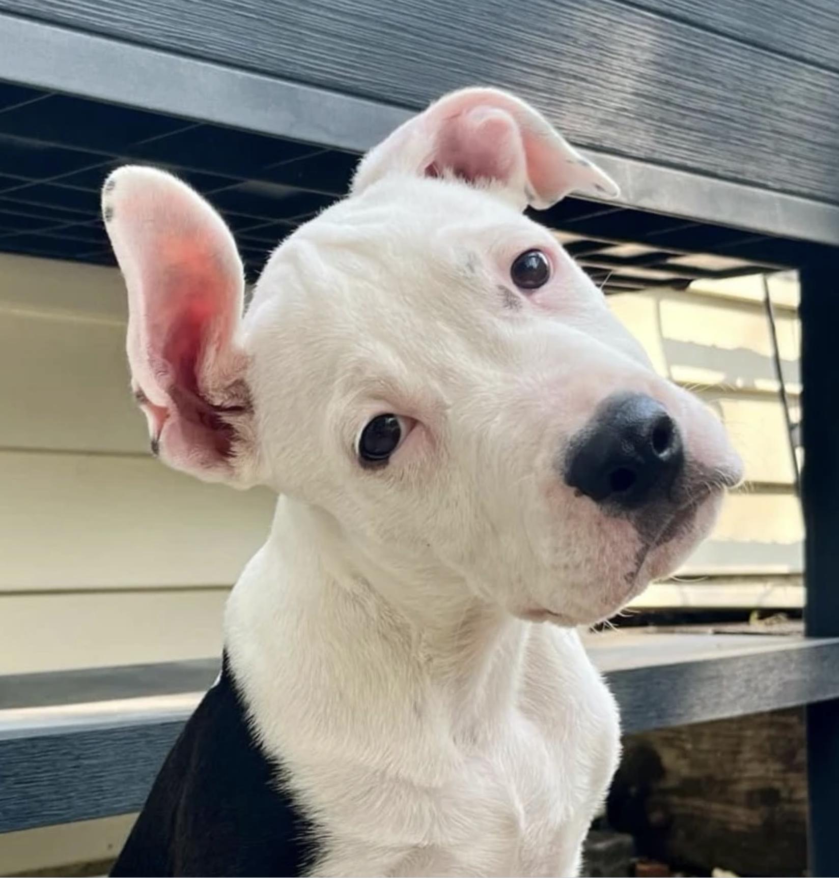 Dandy, a Adoptable Pit Bull Terrier in Kansas City, MO image 1/2