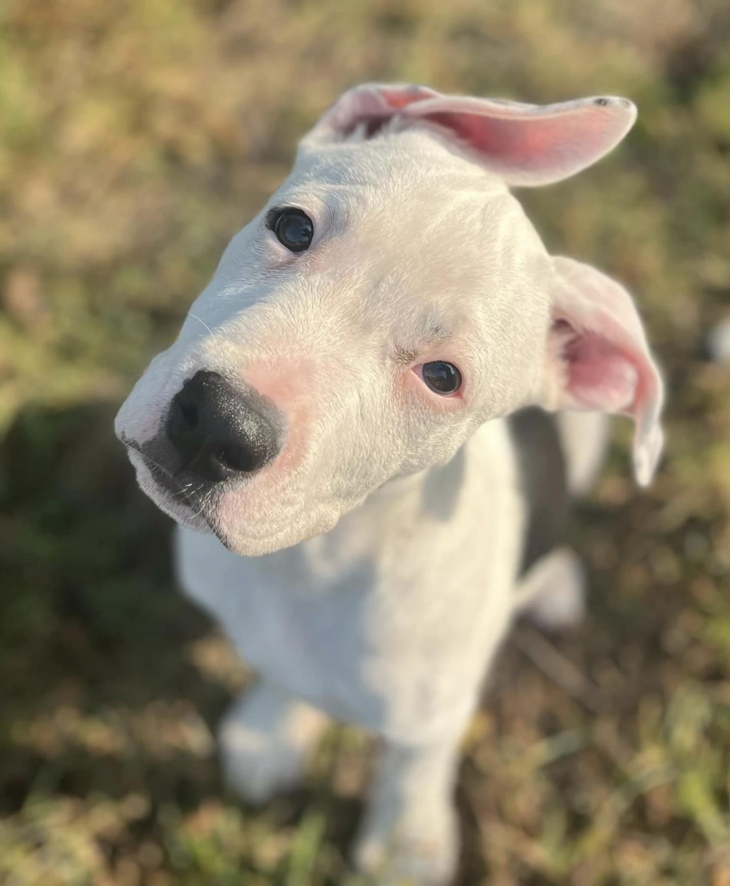 Dandy, a Adoptable Pit Bull Terrier in Kansas City, MO image 2/2