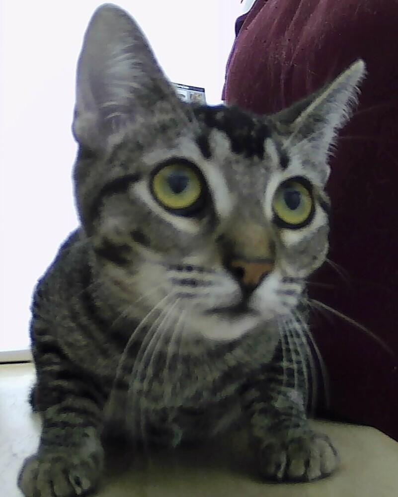 Enlarge Pepper, a Adoptable Domestic Short Hair in Anoka, MN image 1/3