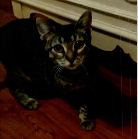 Enlarge Pepper, a Adoptable Domestic Short Hair in Anoka, MN image 2/3