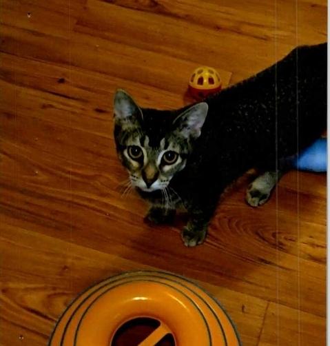 Enlarge Pepper, a Adoptable Domestic Short Hair in Anoka, MN image 3/3