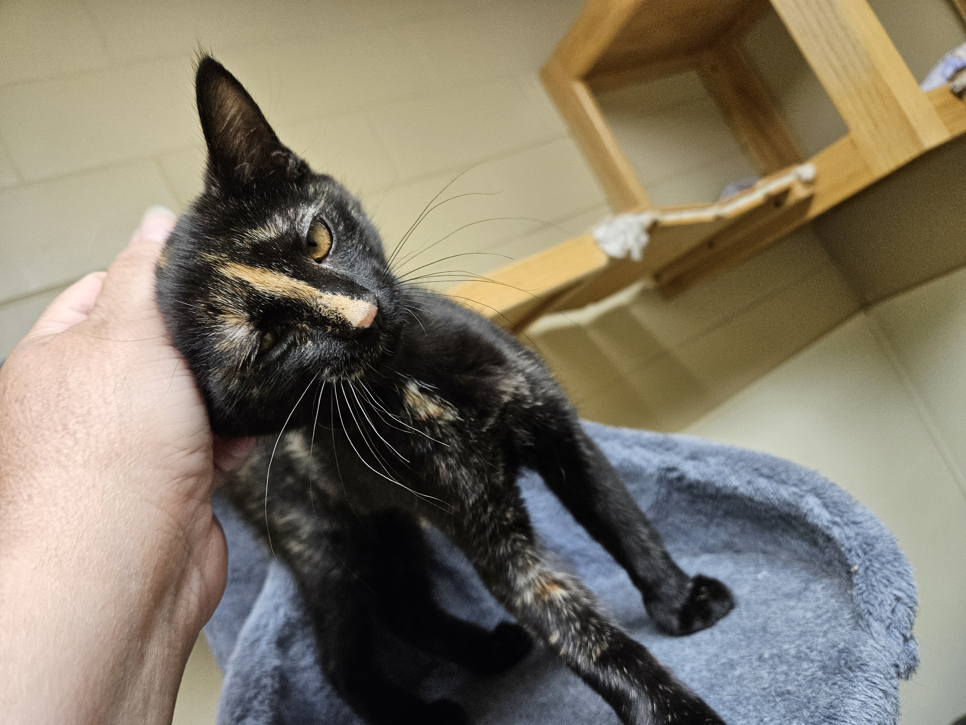 Gumdrop, an adopted Domestic Short Hair in Myerstown, PA_image-1