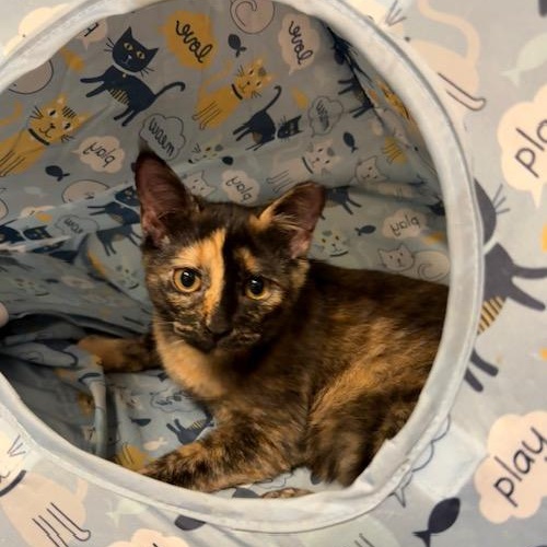 Mika, a Adoptable American Shorthair in Mount Pleasant, SC image 3/5