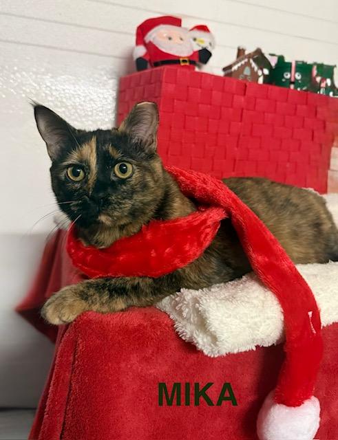 Enlarge Mika, a Adoptable American Shorthair in Mount Pleasant, SC image 1/5