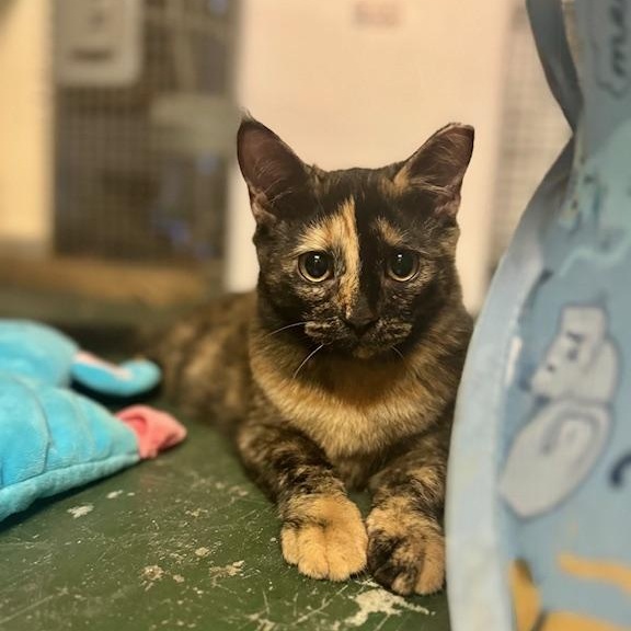 Mika, Adoptable, Young Female American Shorthair.