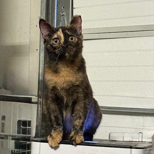 Mika, a Adoptable American Shorthair in Mount Pleasant, SC image 2/5