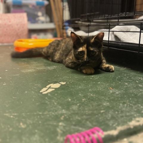 Mika, a Adoptable American Shorthair in Mount Pleasant, SC image 4/5