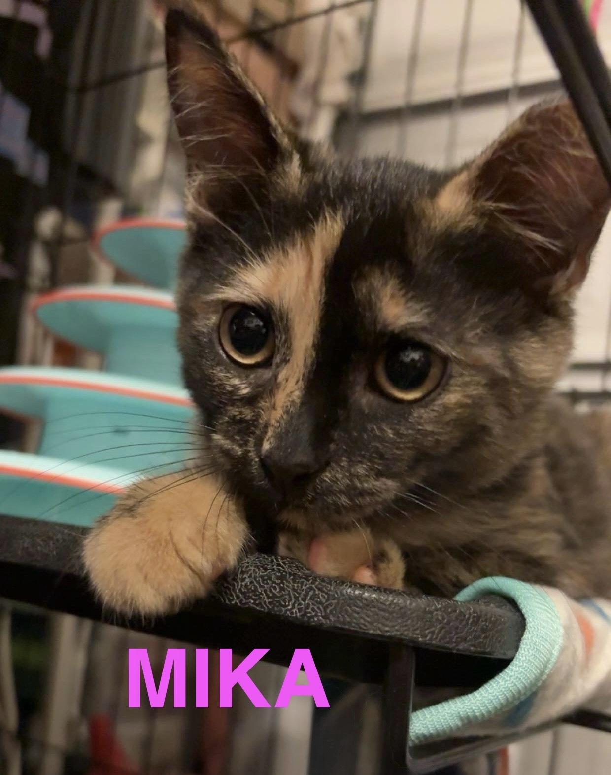 Mika, a Adoptable American Shorthair in Mount Pleasant, SC image 5/5