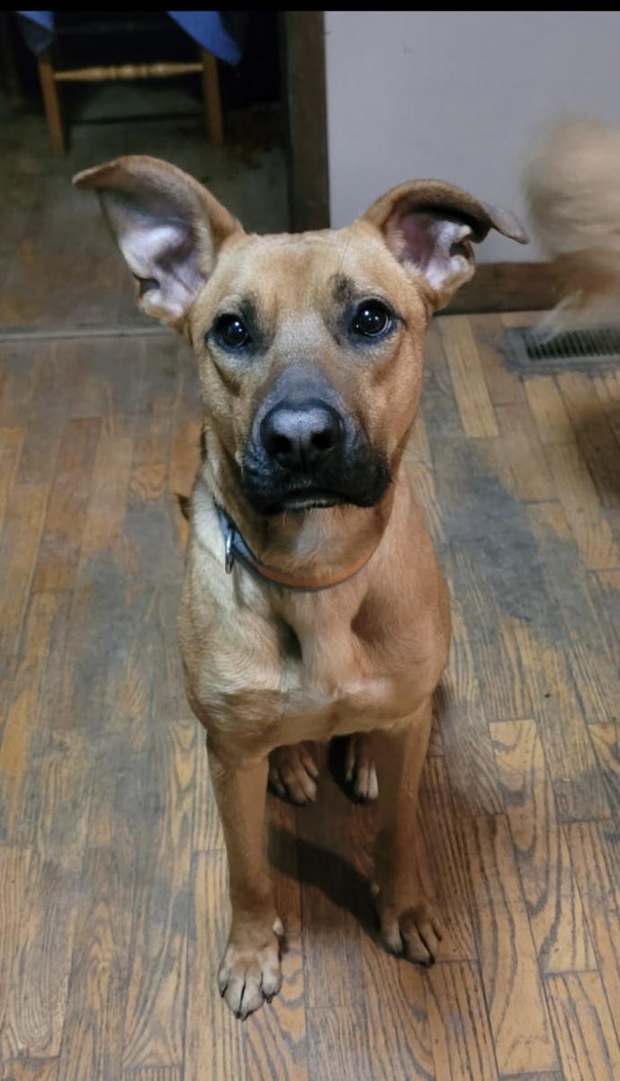 Axel, ADOPTABLE, Young Male Shepherd.