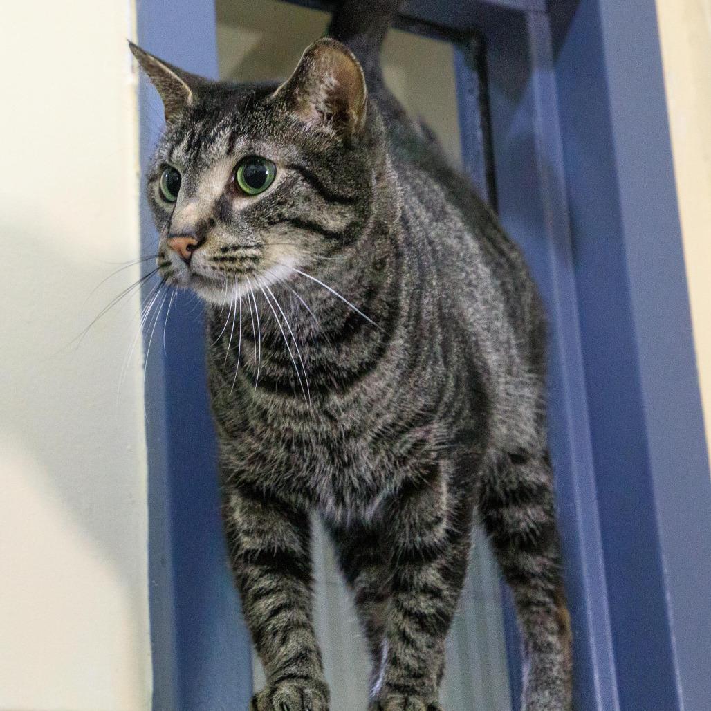 Ruffles, Adoptable, Adult Male Domestic Short Hair.