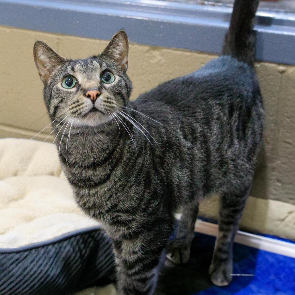 Enlarge Ruffles, a Adoptable Domestic Short Hair in Versailles, KY image 2/2