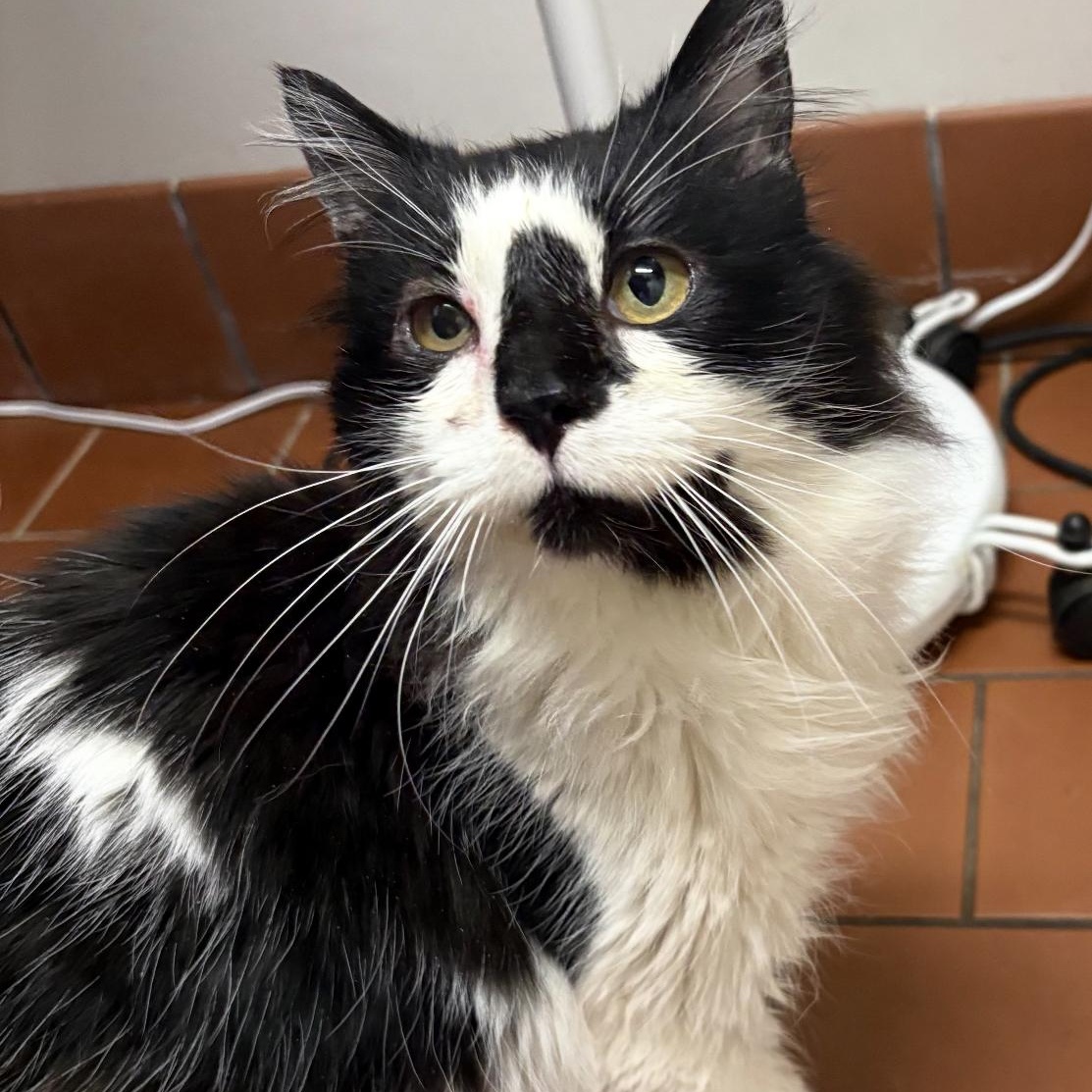 Enlarge Linus, an adopted Domestic Long Hair in Sussex, NJ image 1/1