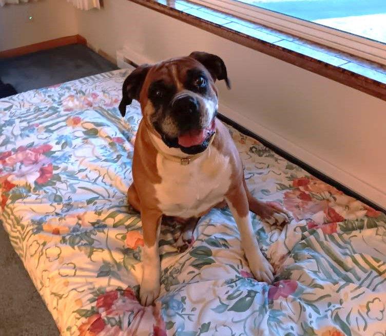 Enlarge Sasha, a Adopted Boxer in Stanwood, WA image 1/3