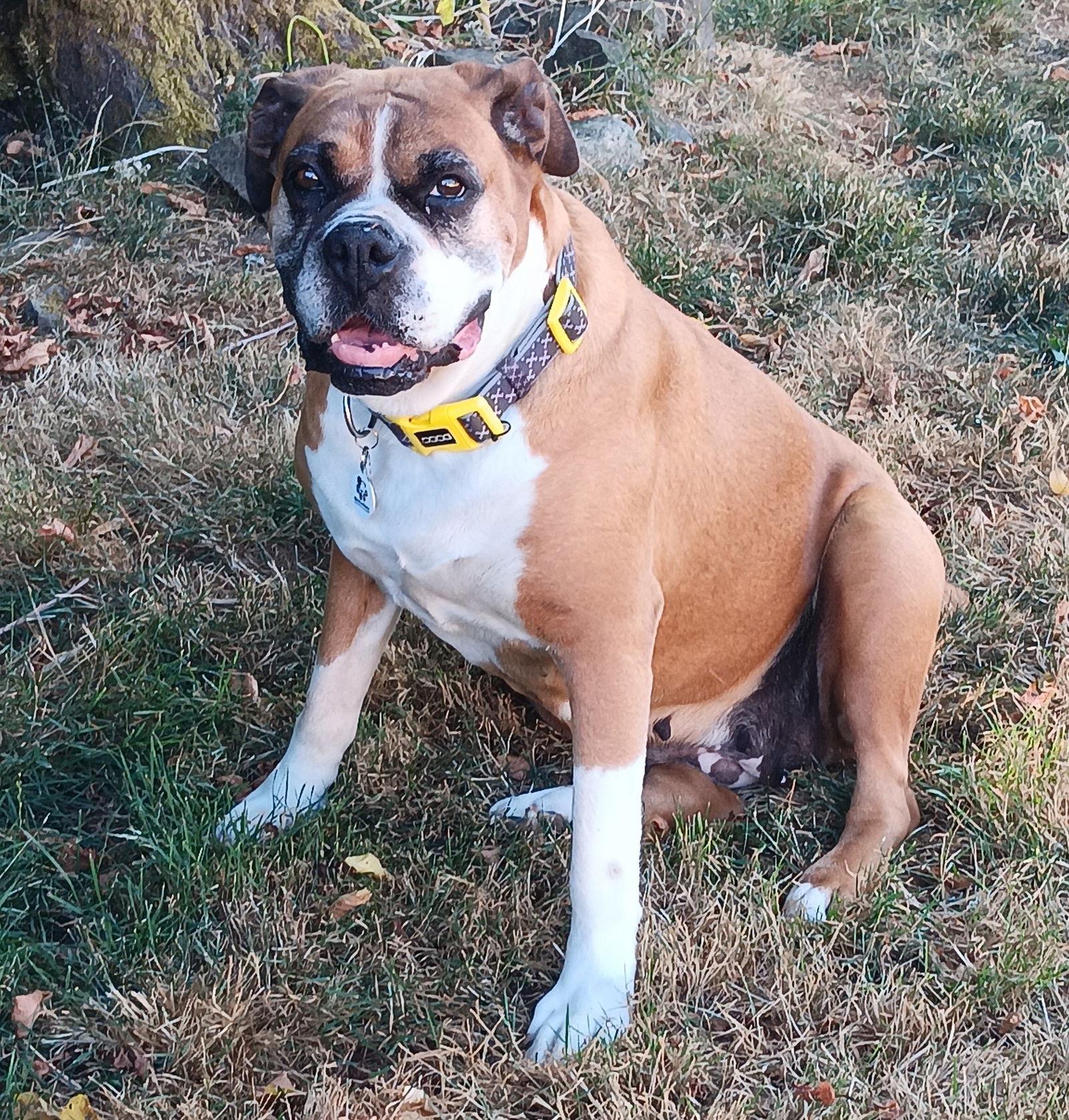 Enlarge Sasha, a Adopted Boxer in Stanwood, WA image 2/3