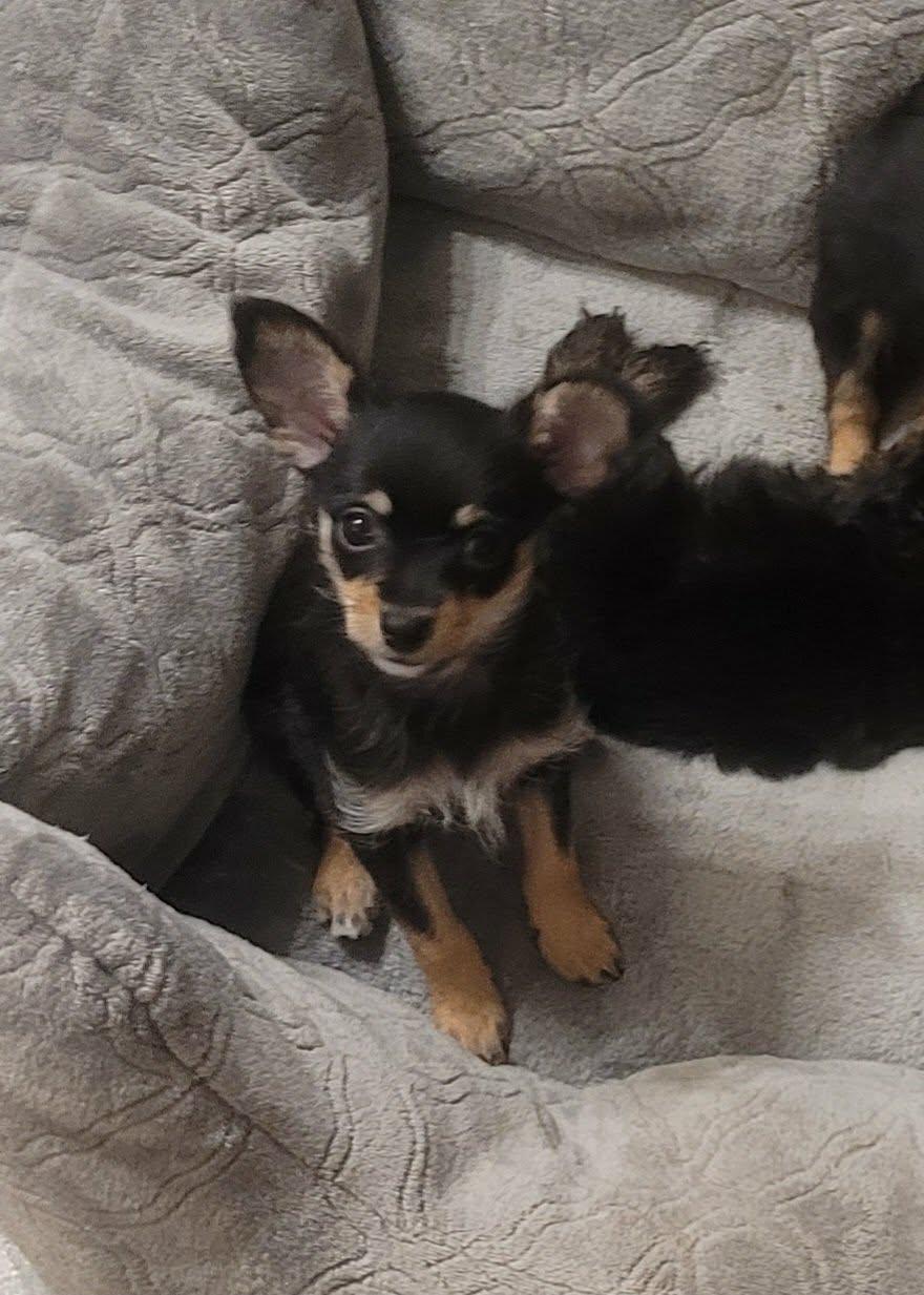 Lily, adopted, Puppy Female Chihuahua.