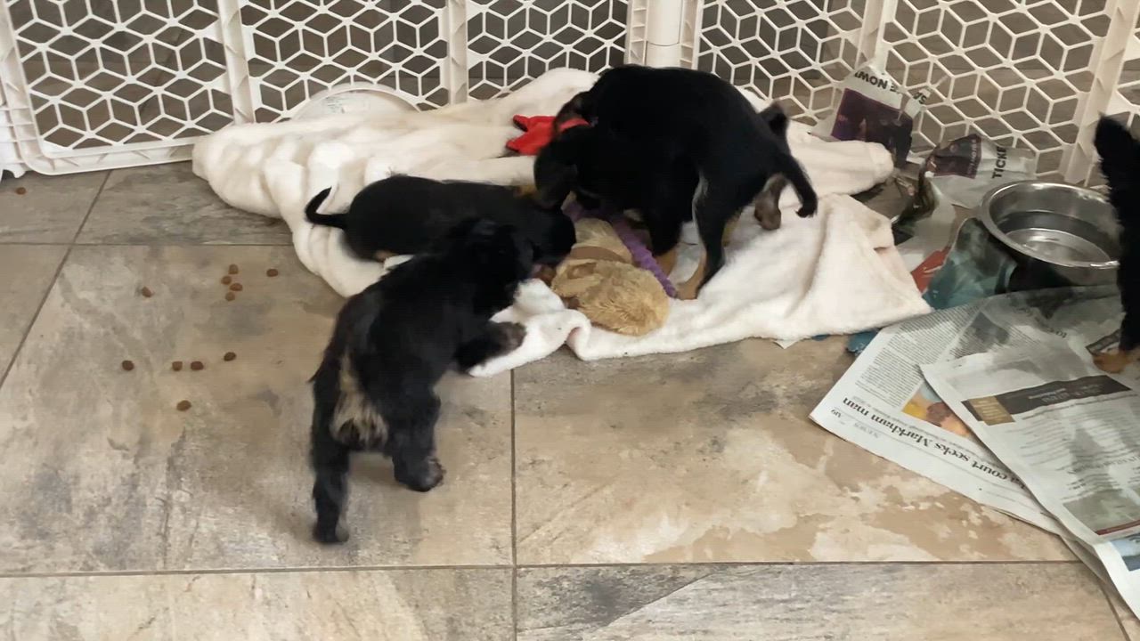 Enlarge Lily, an adopted Chihuahua in Toronto, ON video 3/3