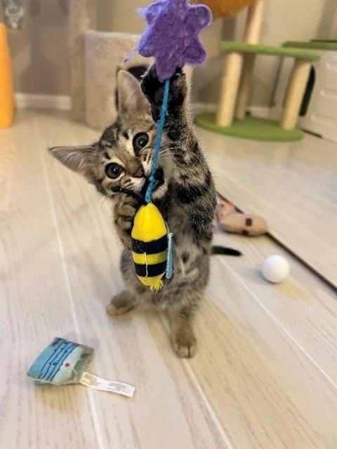Enlarge JALAPENO, a Adoptable Domestic Short Hair in Statesville, NC image 1/1