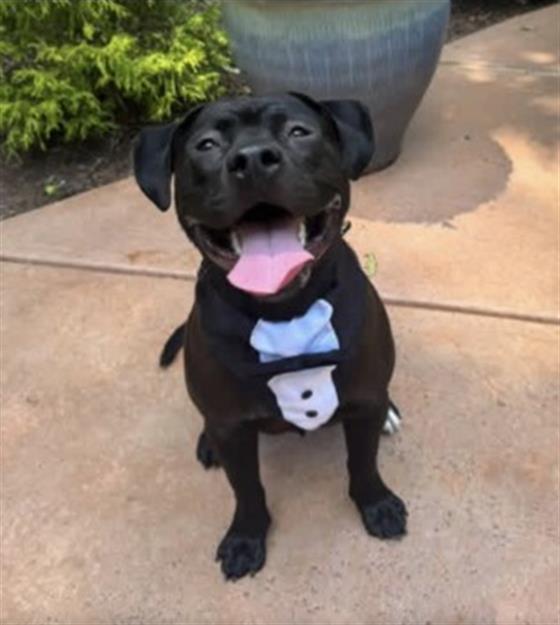 DOM, Adoptable, Young Male Labrador Retriever & Pit Bull Terrier.