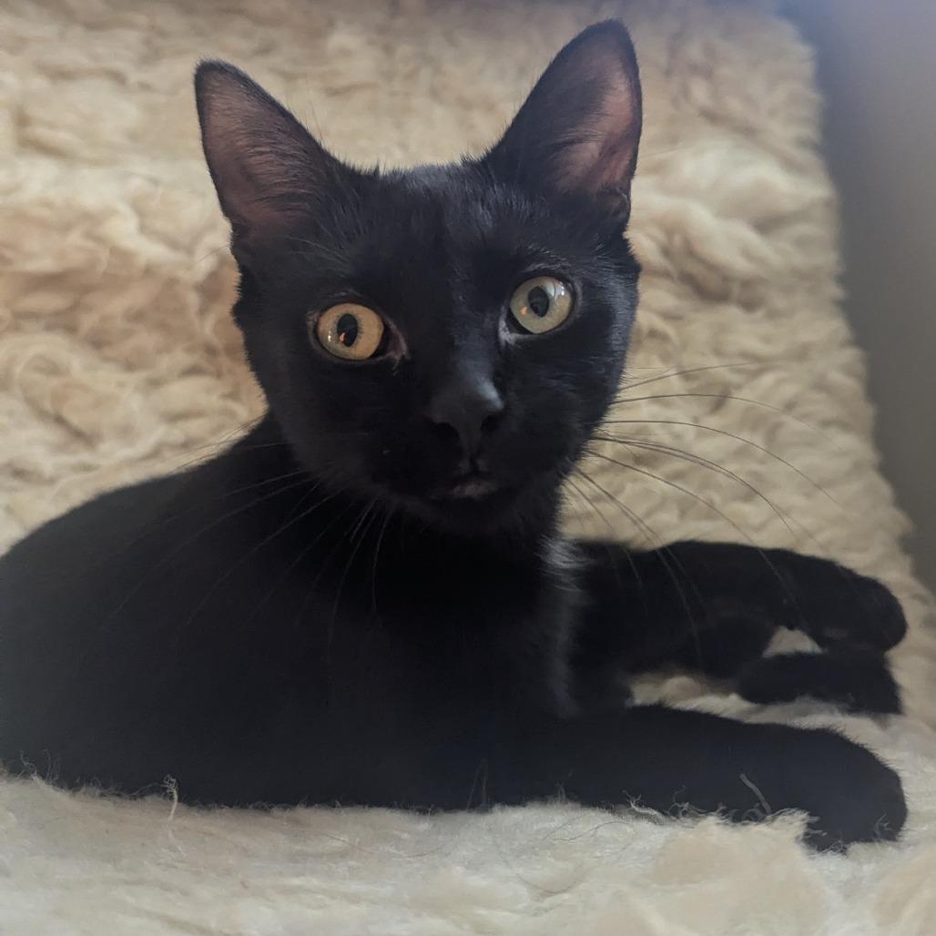 Liza, Adoptable, Adult Female Domestic Short Hair.