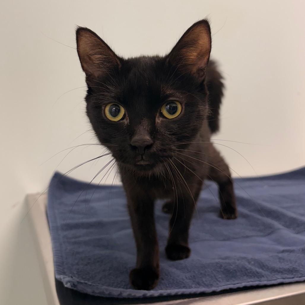 Liza, a Adoptable Domestic Short Hair in Saskatoon, SK image 2/2