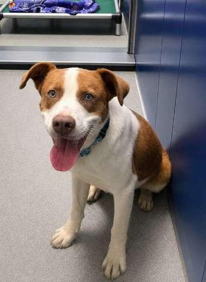 Thomas, Adoptable, Adult Male Mixed Breed & Mixed Breed.
