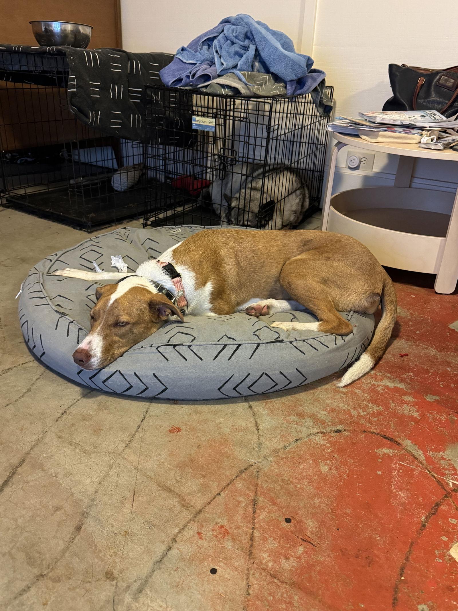 Mango, a Adoptable Terrier in Bothell, WA image 2/3