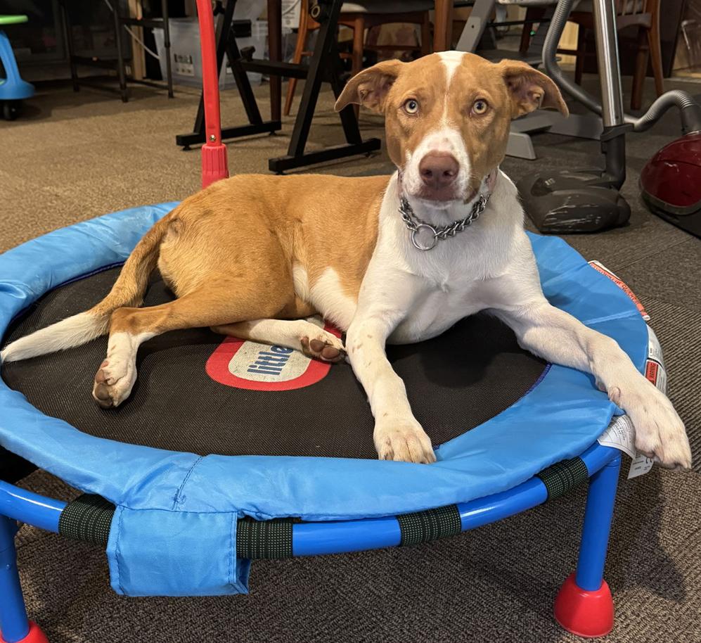 Mango, a Adoptable Terrier in Bothell, WA image 3/3