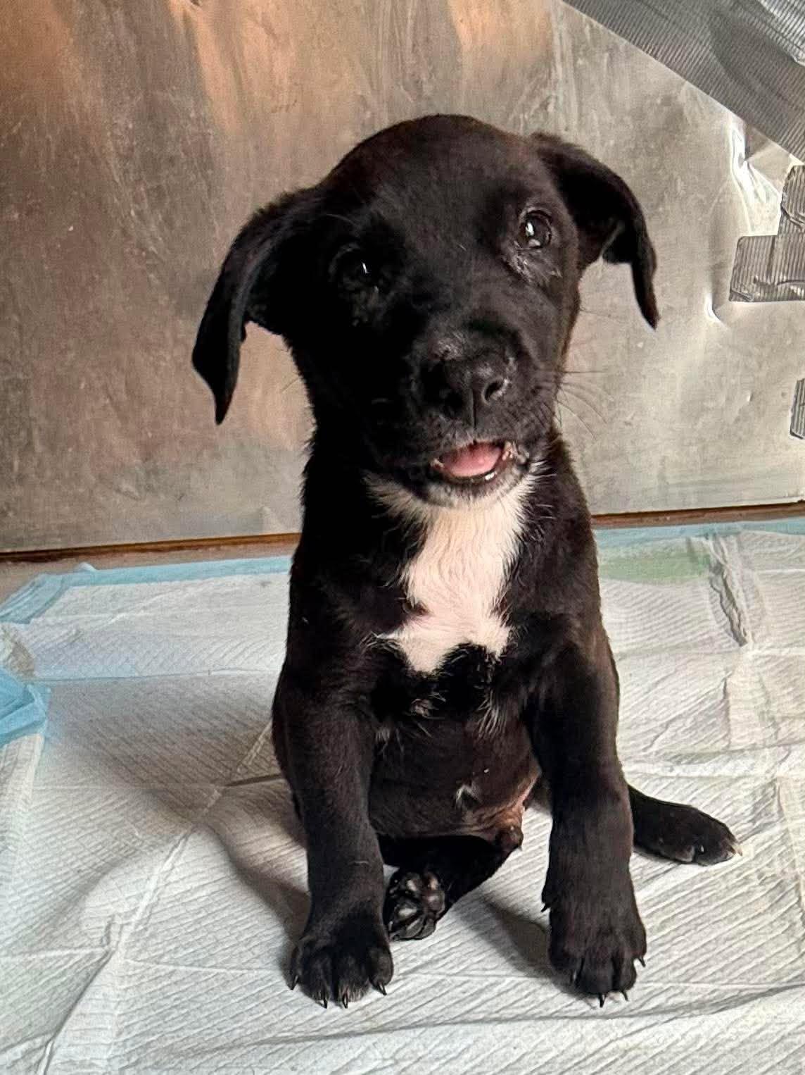 Enlarge Klondike, a Adopted mixed breed in Ayden, NC image 4/6