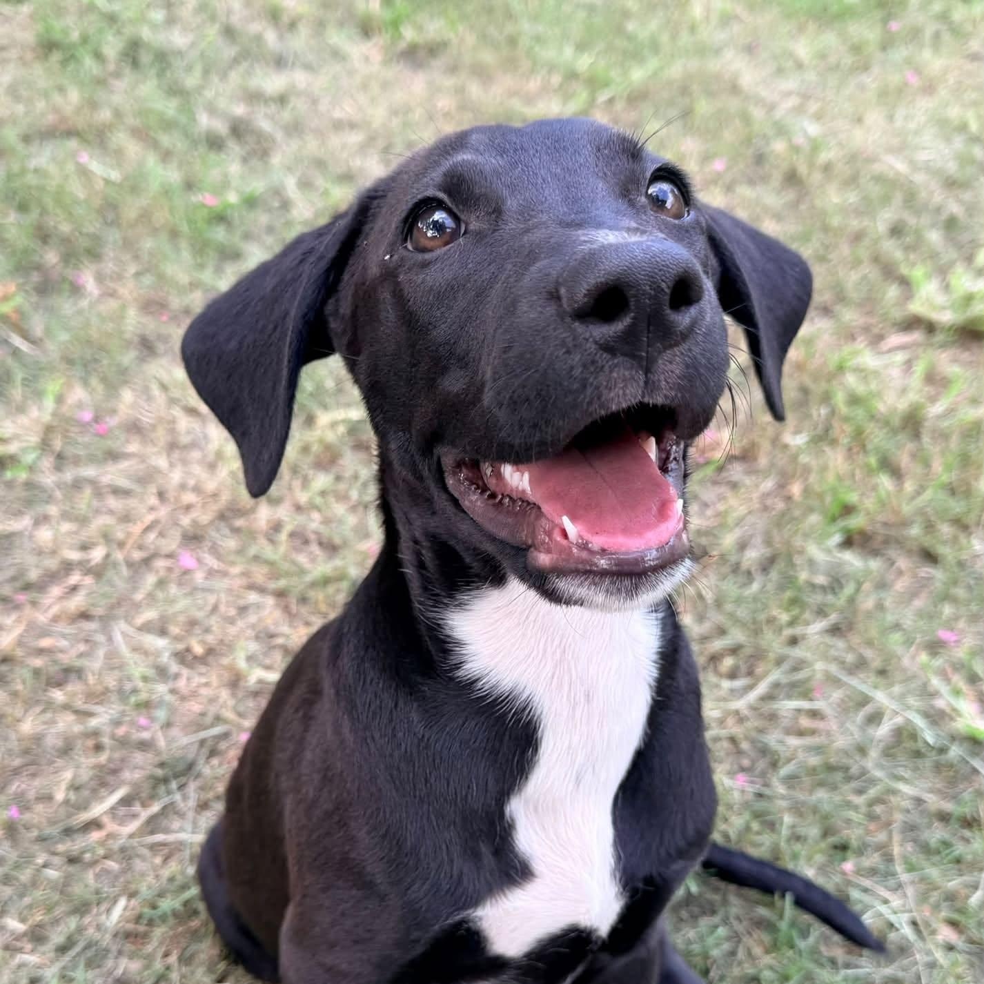 Klondike, Adopted, Puppy Male Pit Bull Terrier.