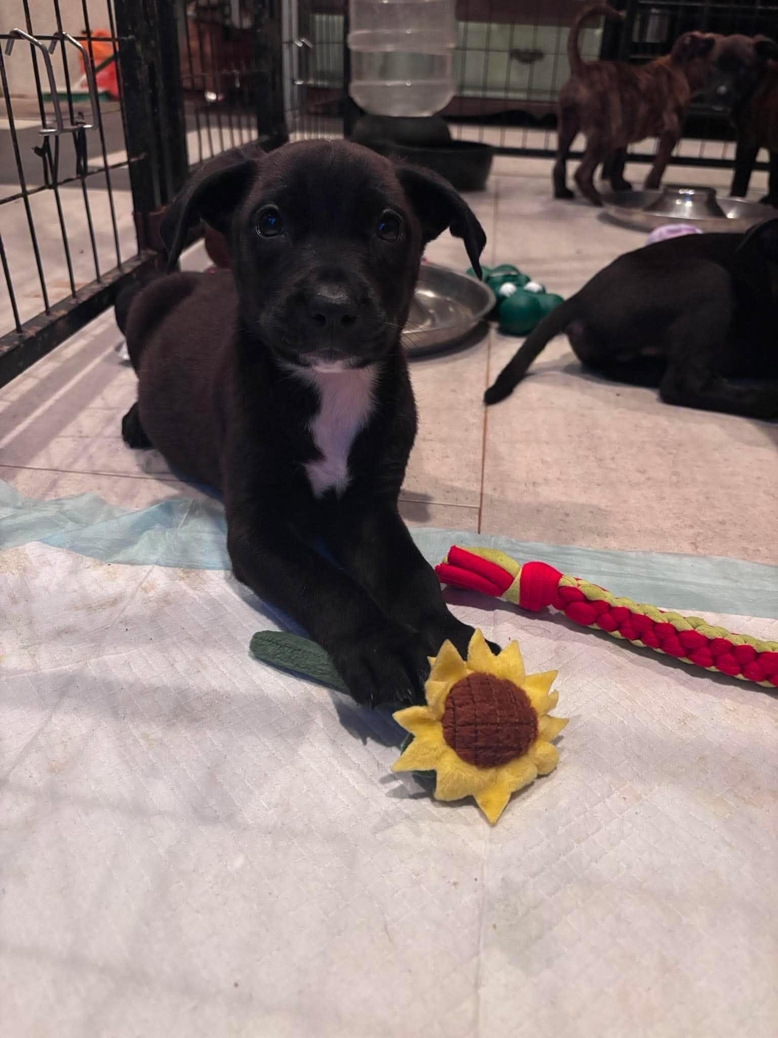 Enlarge Klondike, a Adopted mixed breed in Ayden, NC image 2/6