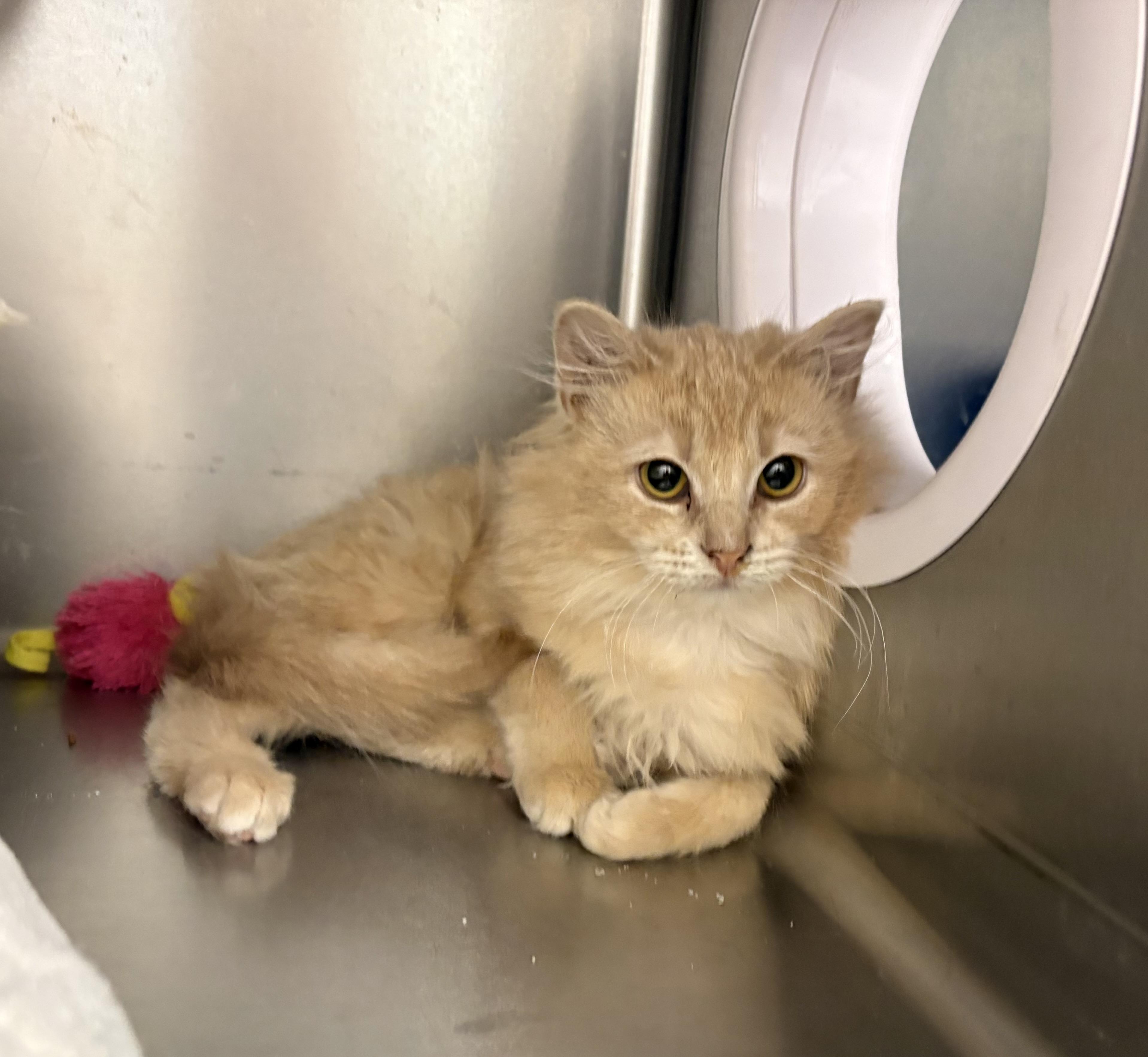 Enlarge Alora, an adopted Domestic Medium Hair in Geneseo, IL image 1/2