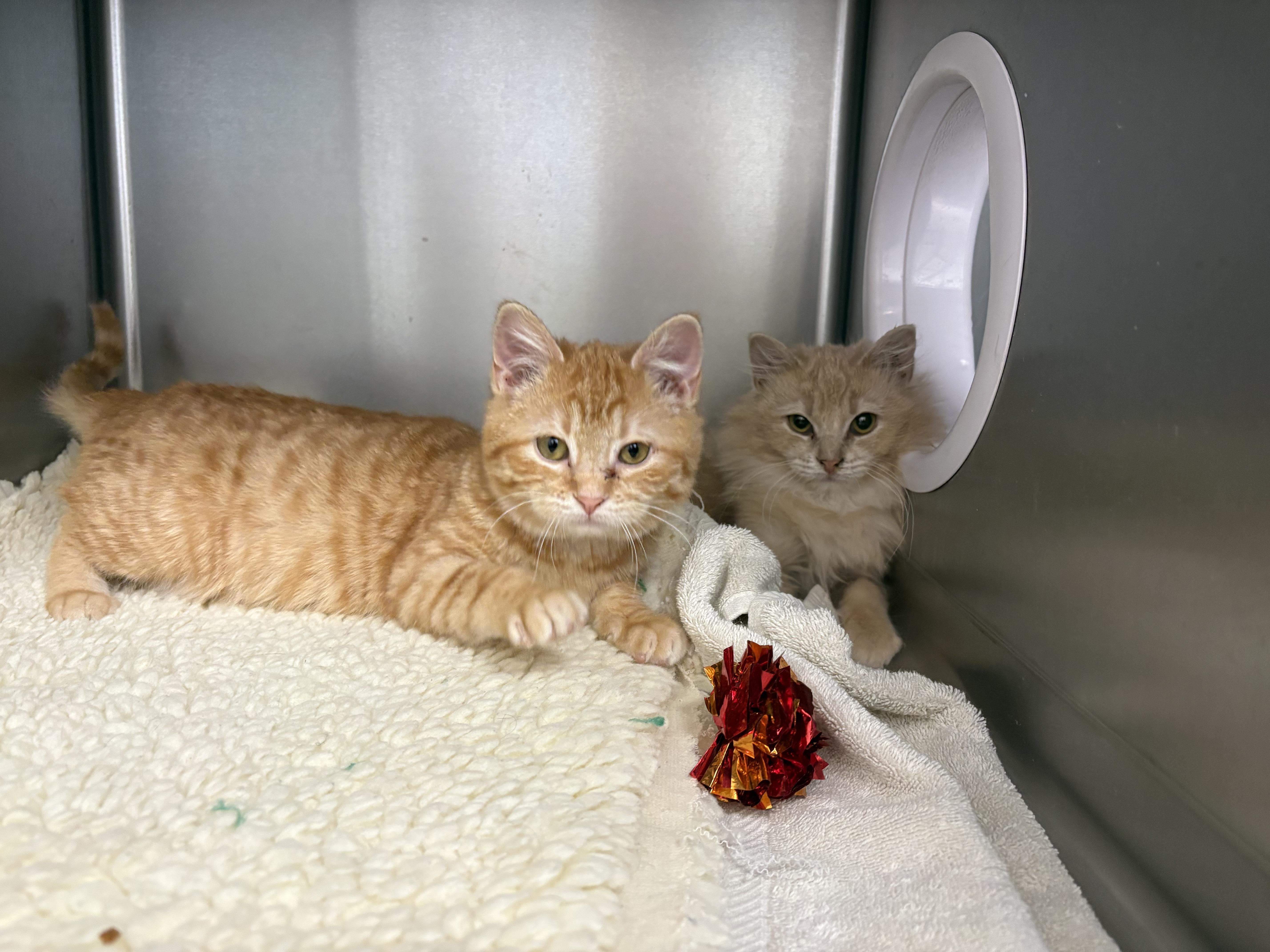 Enlarge Alora, an adopted Domestic Medium Hair in Geneseo, IL image 2/2