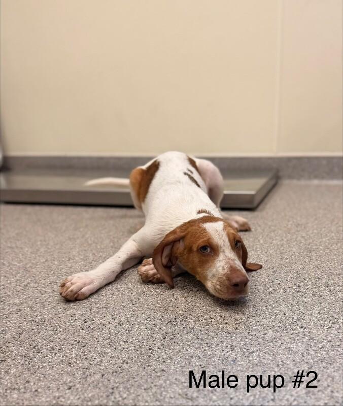 Outlaw, Adoptable, Young Male Hound.