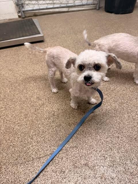 Lulu — thumbnail 2