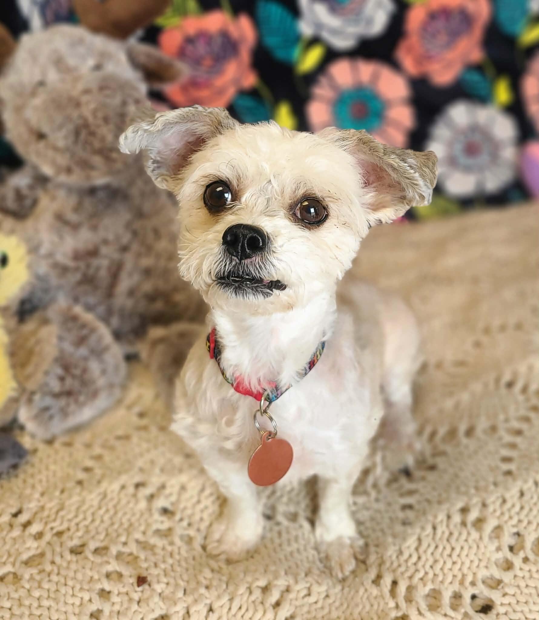 Lulu — thumbnail 3