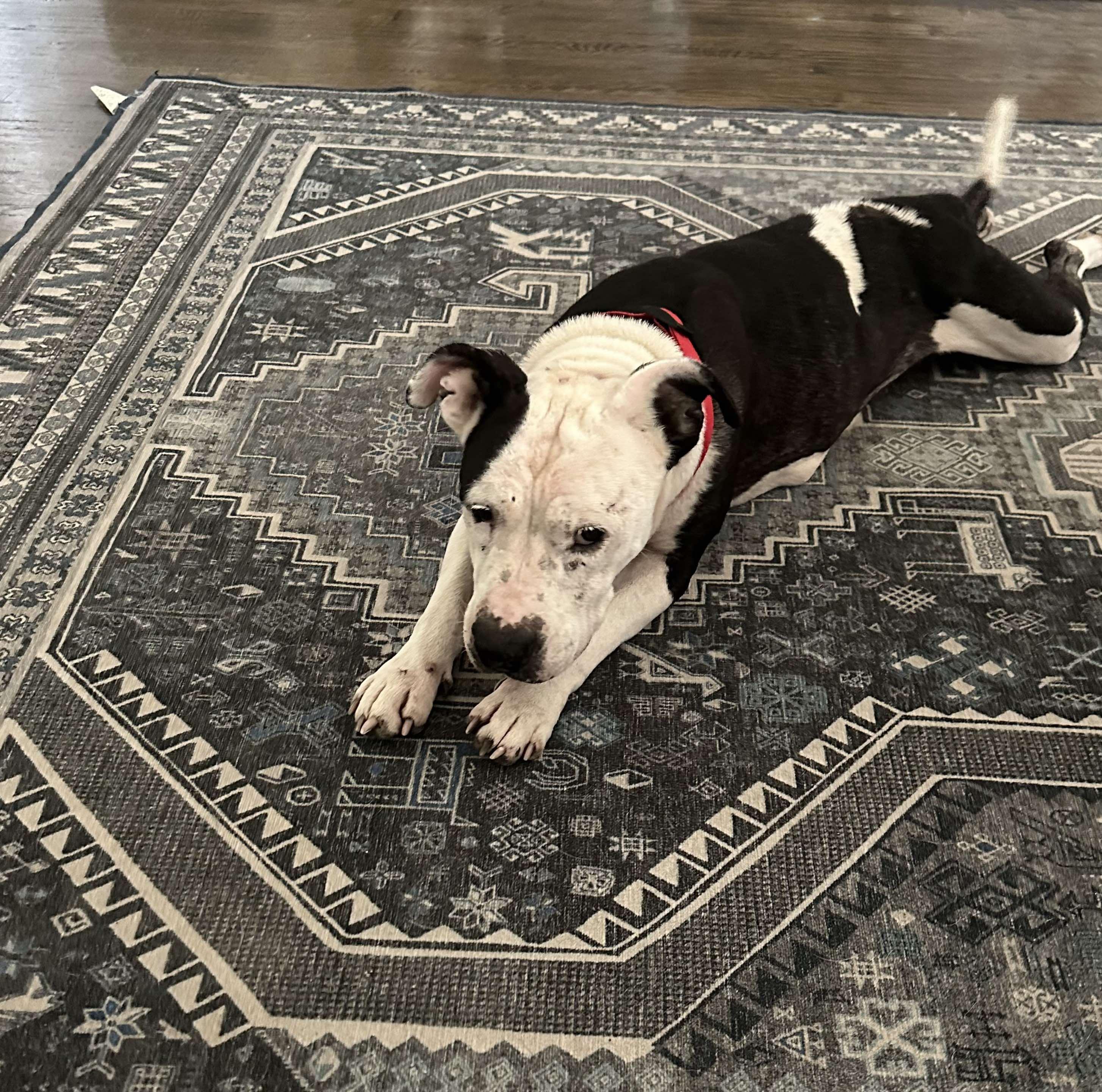 Enlarge Victoria, a Adoptable Pit Bull Terrier in Arlee, MT image 1/6