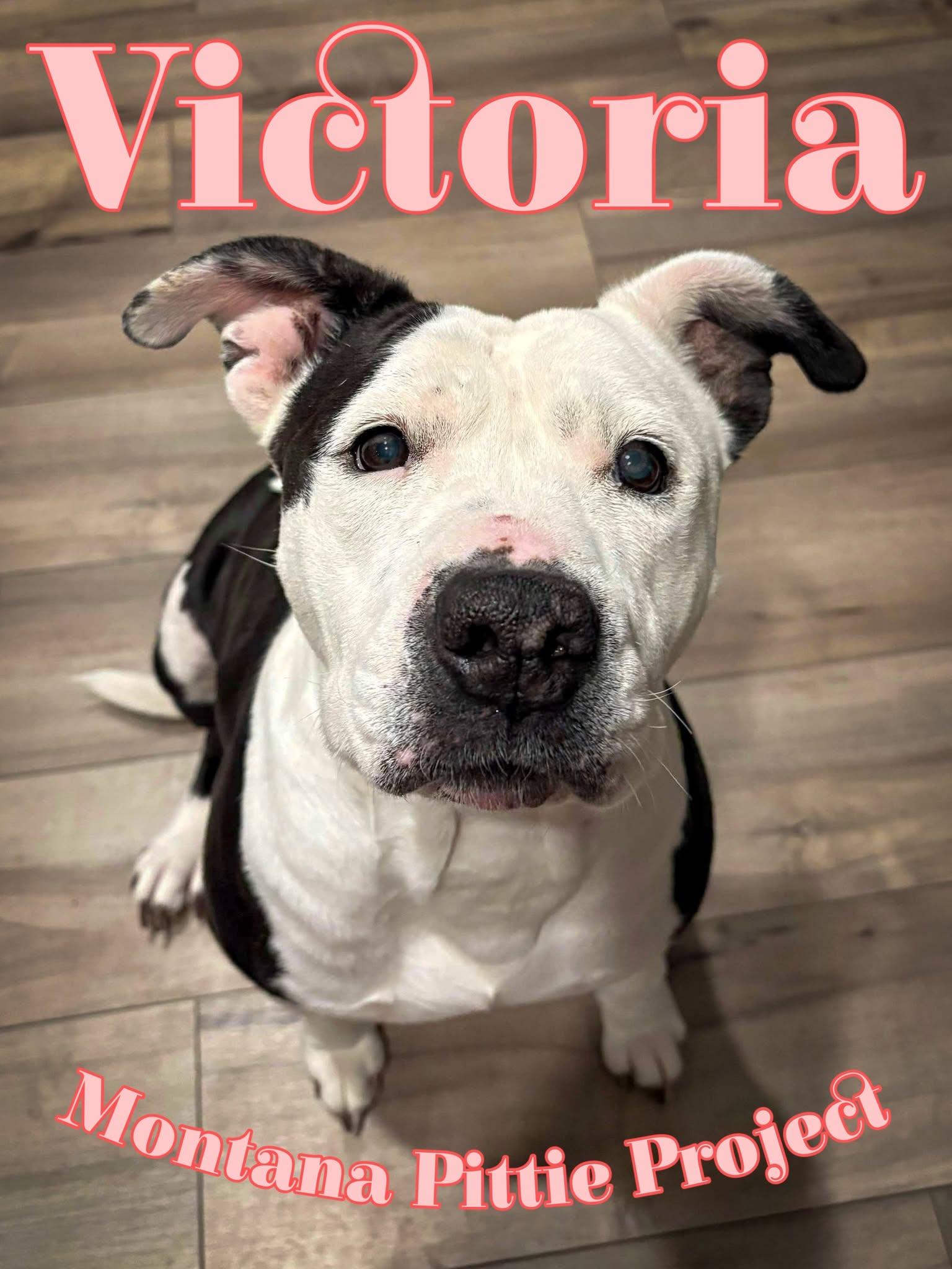 Enlarge Victoria, a Adoptable Pit Bull Terrier in Arlee, MT image 2/6