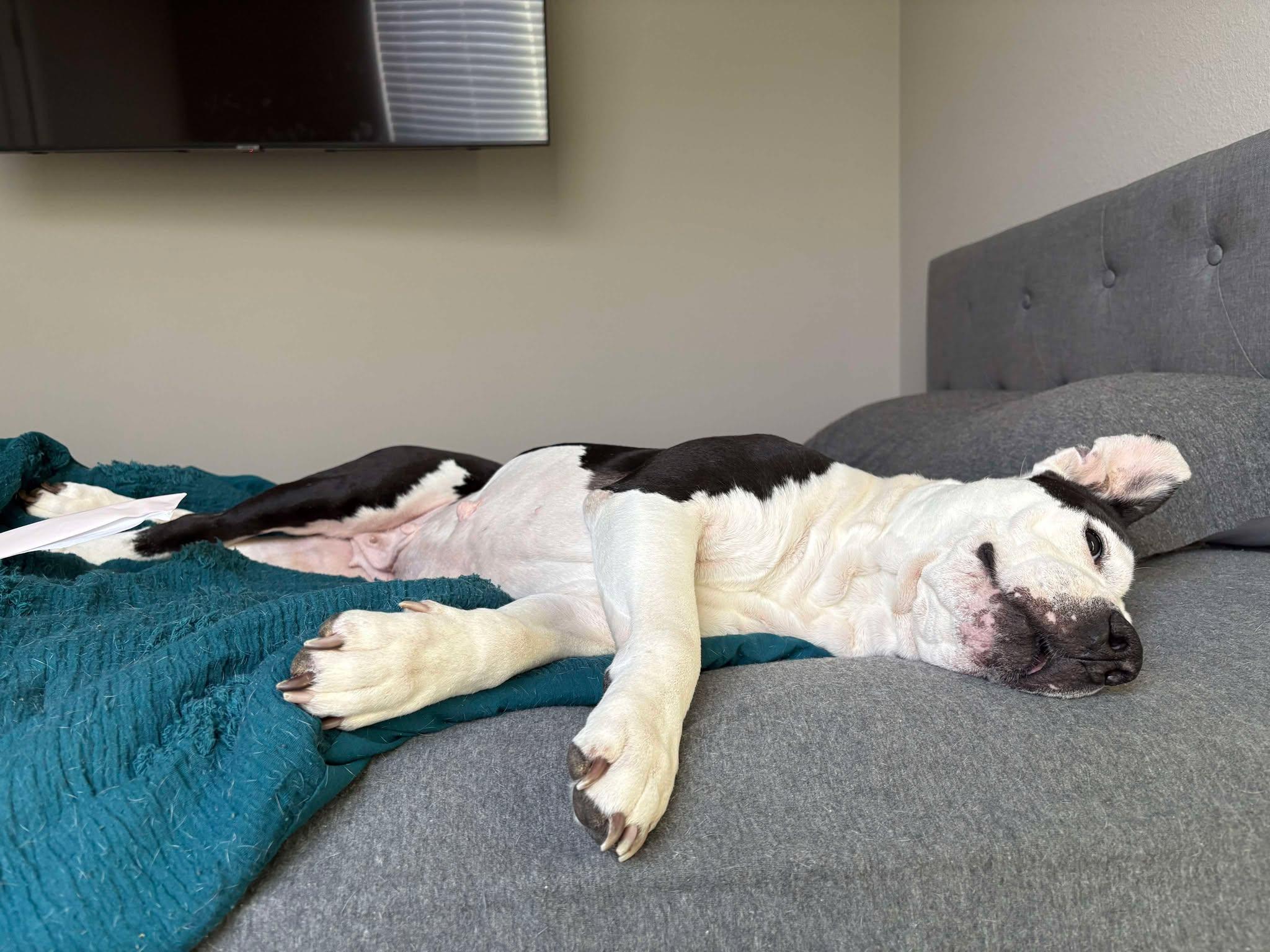 Enlarge Victoria, a Adoptable Pit Bull Terrier in Arlee, MT image 3/6