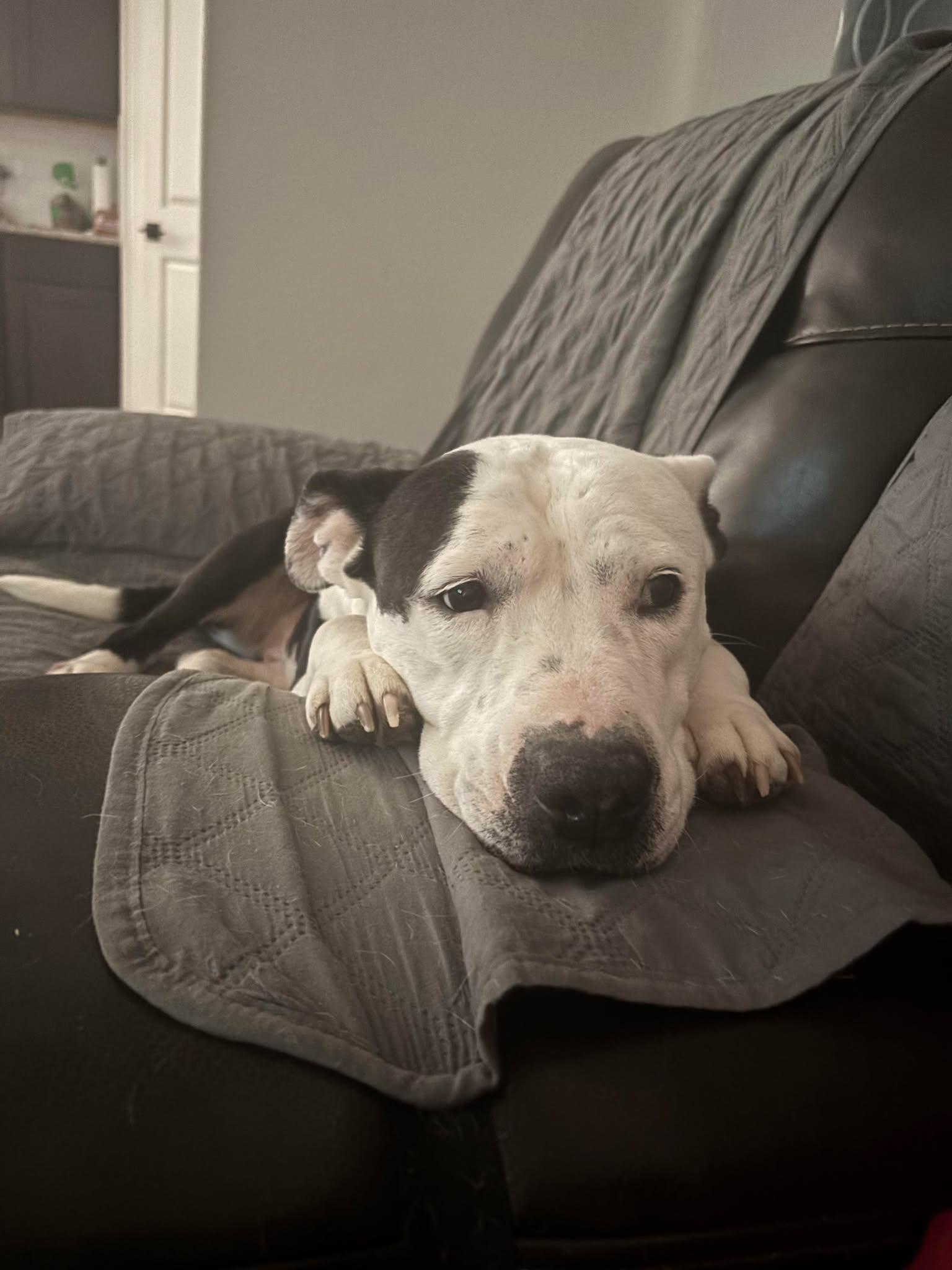 Enlarge Victoria, a Adoptable Pit Bull Terrier in Arlee, MT image 4/6