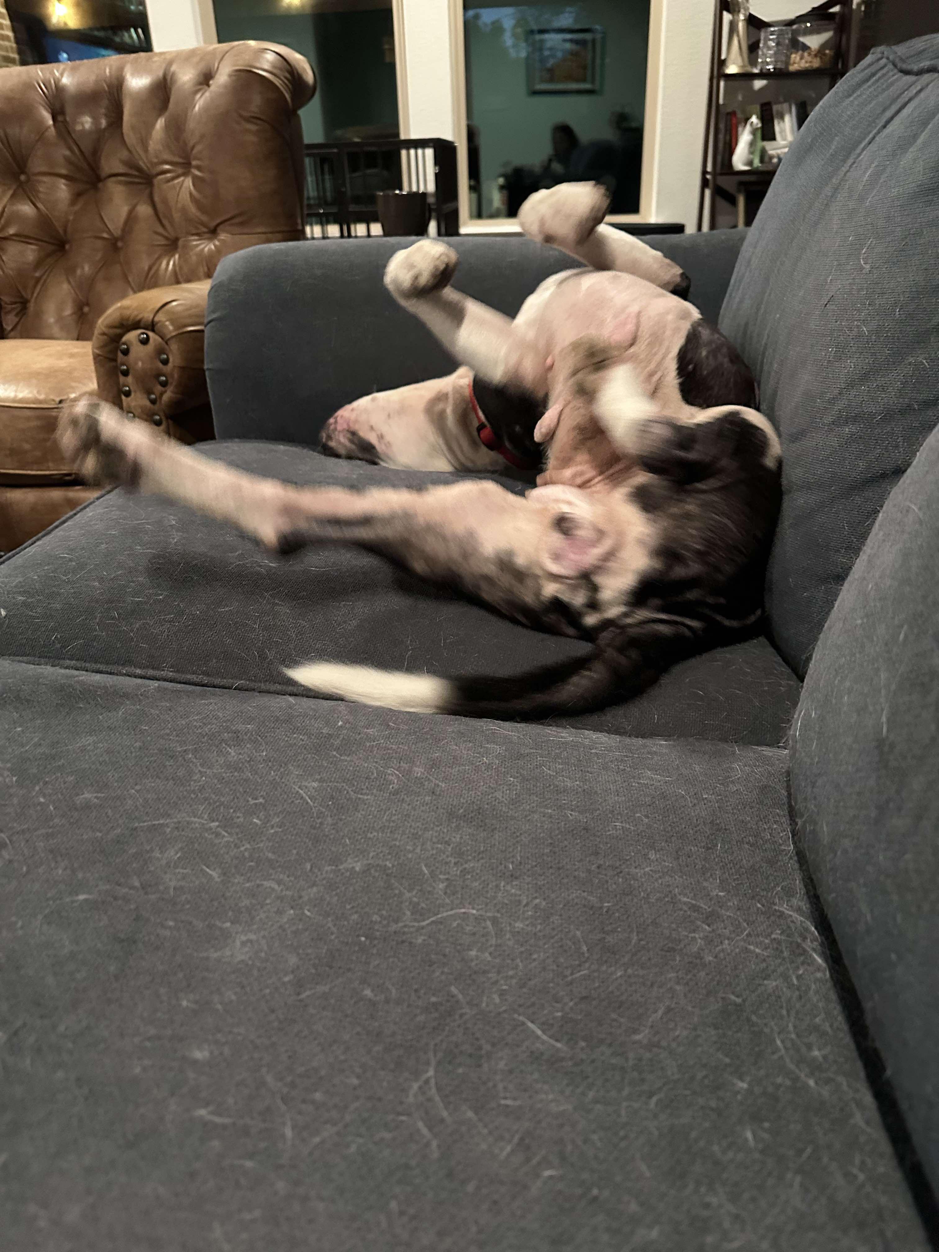 Enlarge Victoria, a Adoptable Pit Bull Terrier in Arlee, MT image 6/6