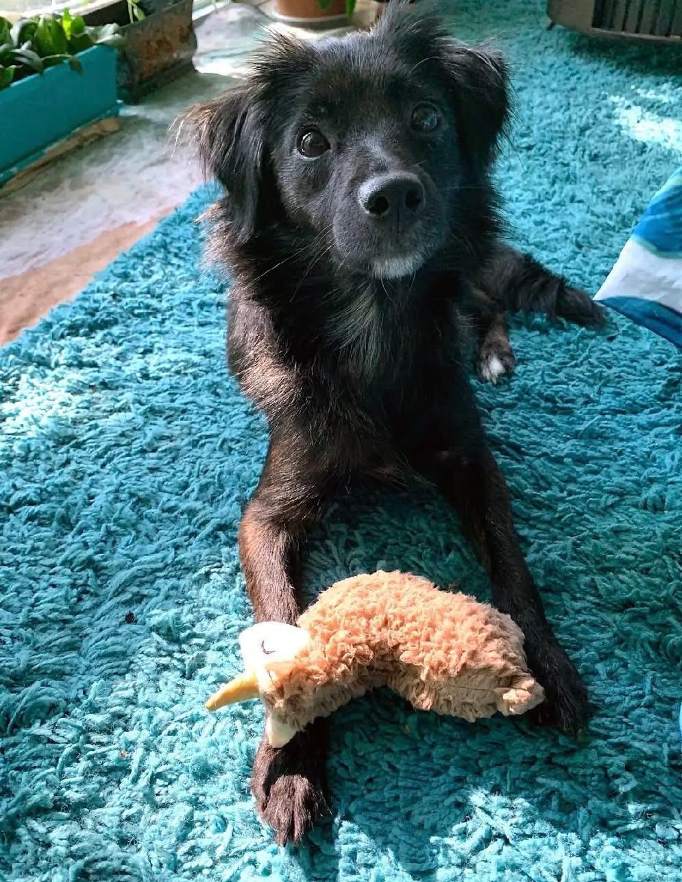 Millie , ADOPTABLE, Young Female Pomeranian & Chihuahua.